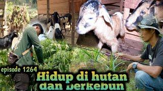 kejutan luar biasa pulang mancing kambing beranak kembar warta petani muda hidup di hutan