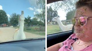 Angry Llama Spits On Woman