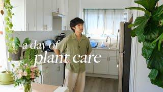 Relaxing day of Houseplant Maintenance | care tips, watering, updates