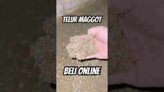 apa jadinya beli telur blatung online‼️tetangga panas #maggot #telurmaggot #belatung