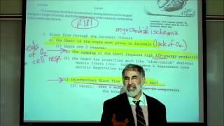 CARDIAC PHYSIOLOGY; PART 1 by Professor Fink.wmv