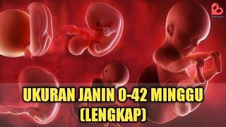 Cek Yuk‼️ Ukuran Janin yang Ideal dari Minggu ke Minggu [Lengkap]