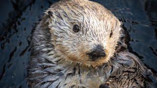 A day in the life of Rosa the sea otter