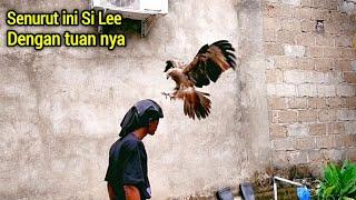 BISA DISURUH ! sangat nurut burung jinak Si Lee sama tuan nya