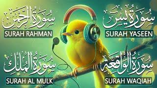 Best Quran Tlawat Surah Yaseen (Yasin) | Surah Rahman | Surah Waqiah | Surah Mulk | Ep24