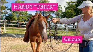 How To Bridle Your Horse Easily With This Simple Trick | Lara Coventry Cox