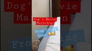 Watching a #movie with my #dog #trending  #viral #happy #love #pets #funny #shorts #kiminotoriko