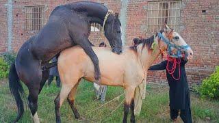 Horse breeding Horse enjoying Time cross