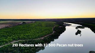 iGROUP Pecan farm Prieska 2023