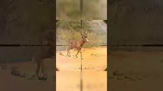 Hunting Impala - Way Of The Hunter  - Hunting Clash #animals #hunting #gaming