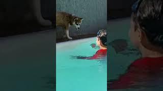 Maya e Erik brincando na piscina #criadordehuskysiberiano #pets #husky