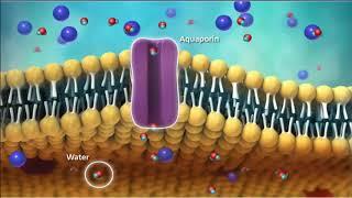 Cell transport   McGraw Hill