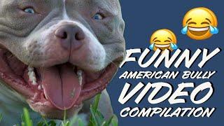 FUNNY DOGS: AMERICAN BULLY, POCKET BULLY & CUTEST BULLIES EVER COMPILATION! LOL 