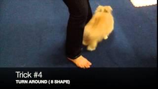 Smart rabbit (malaysia) 6 tricks