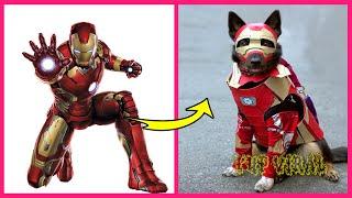 Superheroes Characters In Real Life As Dogs @TupViral