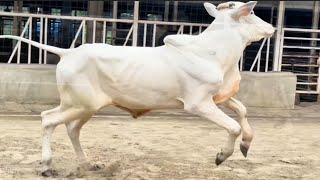 Young Ongole bulls Running on The Pasture || Ongole Cow in Bangladesh 2025 || Pagla Goru 2025 ||