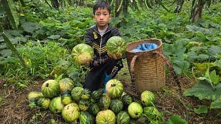 Daily Highland boy khai,  Feed the chickens, plant mango and lemon trees, harvest pumpkins to sell