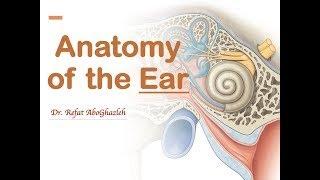 Anatomy of the Ear (Full Lecture)