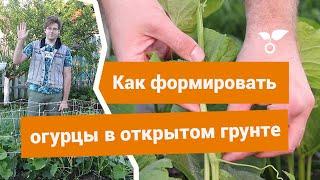 Как и зачем формировать огурцы в открытом грунте?