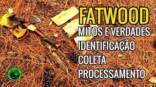 FATWOOD / MITOS E VERDADES / APRENDA A IDENTIFICAR