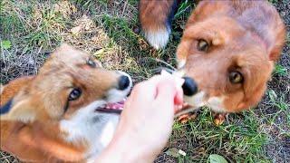 Foxes with dog behavior - Alfie and Foxie