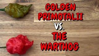 The NEW HOTTEST POD?! Golden Primotalii VS. Warthog!  By C. Hollingsworth + M. Arthur! SEARING HOT!