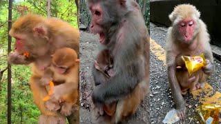 Funny Monkeys Doing Stupid Things | Monkey Funny Clips (Funny Fun Animals)