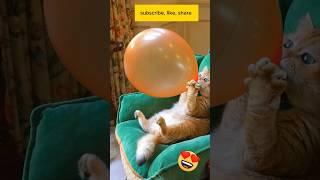 Amazing cat blow balloon   || #youtubeshorts #cat #kucing #funnyvideo #animalsvideo #shorts