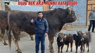  Ulug'bek Akani FERMASI SHVES Buqalar Keldi