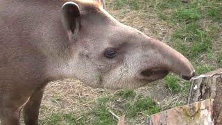 Tapir anta (Tapirus terrestris) - ZOO Zamość