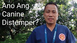 Ano Ang Distemper?||Mga Dapat Malaman Sa Sakit Na Ito!