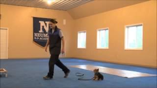 Roxy (Yorkshire Terrier) Dog Training Video Minneapolis