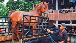 KEDATANGAN KUDA JUMBO SAAT HUJAN DI PASAR KUDA JENEPONTO | BISNIS JUAL BELI KUDA