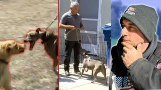 Dog Trainers React to Aggressive Dogs vs Cesar Millan