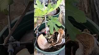 The Growth Journey of Fig Trees: The Joy of Planting | Episode 415