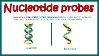 Nucleotide Probes | What are probes ? | Application of probes in biotechnology | DNA and RNA probes