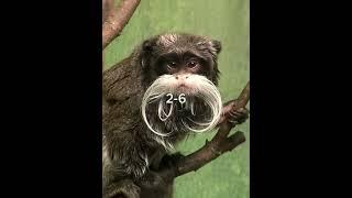 Bearded Emperor Tamarin vs Celebes Crested Macaque #shorts