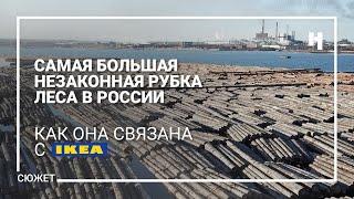 Самая большая незаконная рубка леса в России — как она связана с IKEA