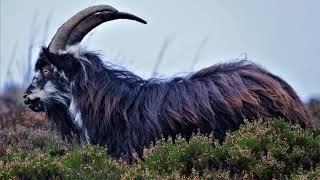 The Wild Goats of The Cheviot Hills