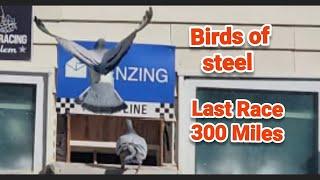 Last Race 300 Miles | 2024 Club Season Results Young Birds