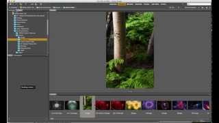 The Adobe Bridge Interface