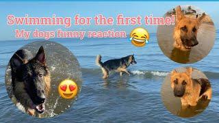 DOGS FIRST TIME ON THE BEACH!! | KingxReyna 2022 | Stella Bernardo