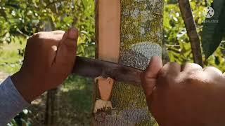 Cara Sederhana Top Working Durian Di Musim Hujan| Grafting Tree