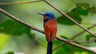 Birding in Ghana, September 2024