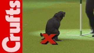 HILARIOUS - Dog takes a dump on TV - Crufts 2012 Bloopers