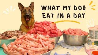 Discovering What My German Shepherd Eats In a Day | What's In My Dog's Bowl?