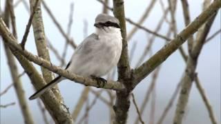 オオモズ　Great Grey Shrike