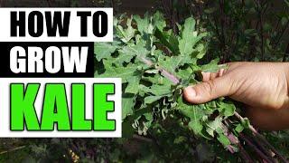 How To Grow Kale - The Definitive Guide