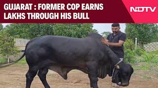 Gujarat News | Ex-Cop Earns Lakhs Renting Out His Bull 'Kohinoor' In Gujarat's Amreli