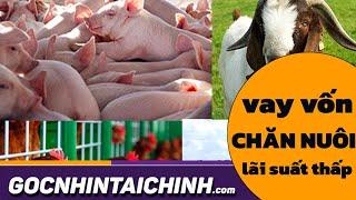  TOP Ngân hàng cho vay vốn chăn nuôi lãi suất thấp, hạn mức cao | GocNhinTaiChinh.com